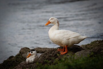 Mallard