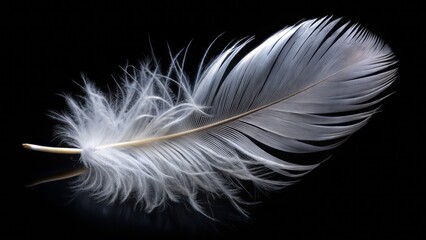 A solitary, pristine white feather lies delicately on a dark, velvety black background, evoking elegance and subtle mystery.