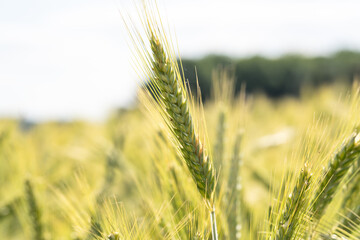 Green barley in the farm in summer