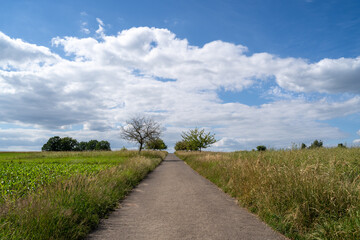 Fototapeta premium Footpath in the country in summer