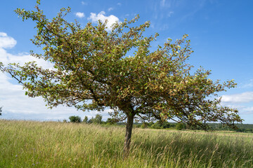 Fototapeta premium Tree in the grass in summer