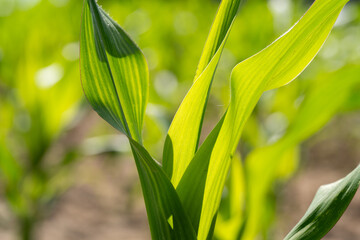 Fototapeta premium Green corn plant in close up