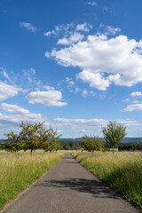 Footpath with grass and trees in the landscape