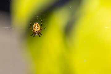 A spider is seen up close on its web against a yellow and green blurred background in a natural setting