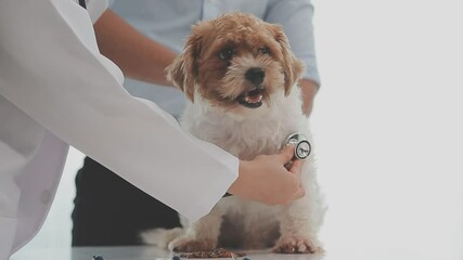 Veterinary doctor and assistant working together examining dog on table in veterinary clinic Pet health care and medical concept. Close-up.
