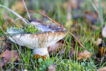 A mushroom grows in grass, covered with moss, in nature. Its a terrestrial fungus from Agaricaceae family, adding a fawn touch to groundcover, near water