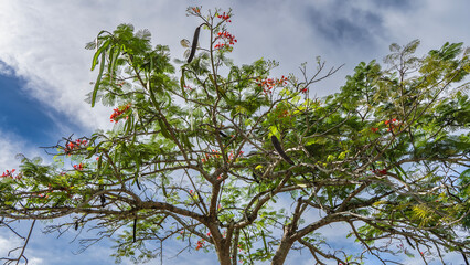 The crown of a flowering acacia Caesalpinia pulcherrima  tree against a background of blue sky and clouds. Bright red-orange inflorescences. Pods with seeds hang from the branches. Malaysia. - Powered by Adobe