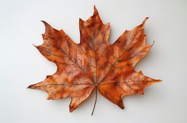 Fototapeta premium Single Orange Maple Leaf on White Background
