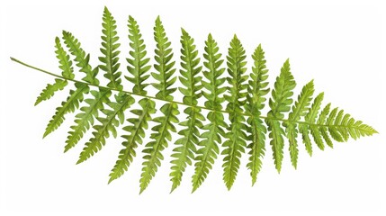 Close-up of a vibrant green fern leaf isolated on a white background, showcasing its detailed texture and natural beauty.