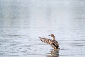 Northern Pintail