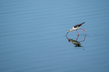 Black winged stilt