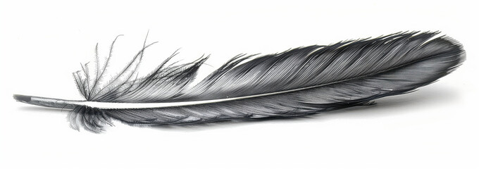 Obraz premium Feather isolated on white background.