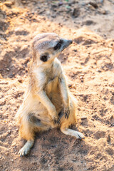 Meerkat, Suricata suricatta, on hind legs. Portrait of meerkat standing on hind legs with alert expression. Portrait of a funny meerkat sitting on its hind legs.