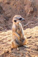 Meerkat, Suricata suricatta, on hind legs. Portrait of meerkat standing on hind legs with alert expression. Portrait of a funny meerkat sitting on its hind legs.