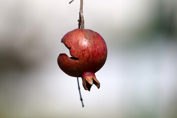 Old and overripe pomegranates hang on tree branches.