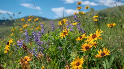 Fototapeta premium The beauty of summer wildflowers blooming along roadsides and fields, adding splashes of color to the landscape and attracting bees and butterflies.