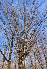 morning, spring forest, awakening in nature, walking in the bosom of the forest