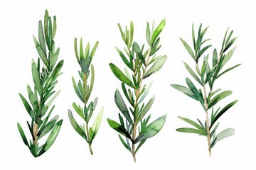 Obraz premium Watercolor illustration of four green rosemary sprigs on a white background, perfect for botanical and culinary designs.