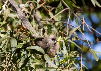 Speckled mousebird sunning itself in a thicket in the South African countryside