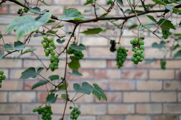 Green grapes grow and ripen near the house brick wall. Village house with grapes