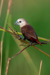 the white-headed munia bird is eating the grass flower in tanjungpinang city indonesia