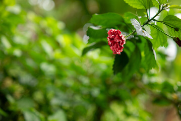 Red hibiscus flowers in the garden