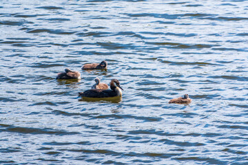 The waterfowl bird, great crested grebe with chick, swimming in the lake.