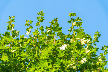 Fresh maple leaves on a background of blue sky.