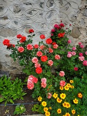 Colorful Roses in Bansko, Bulgaria 