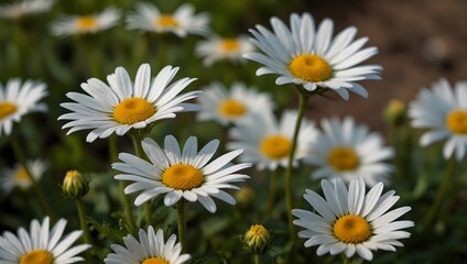Fototapeta premium A watercolor scene of a field dotted with daisies under a summer sky ai_generated