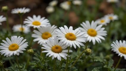 Obraz premium A sonnet praising the simplicity and beauty of daisies in a garden ai_generated