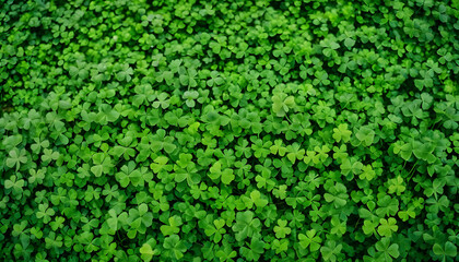 A close-up view of a lush green grass field in summer, showing the detailed texture and fresh foliage, perfect for a nature background