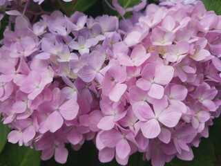 close-up of a cluster of hydrangea flowers