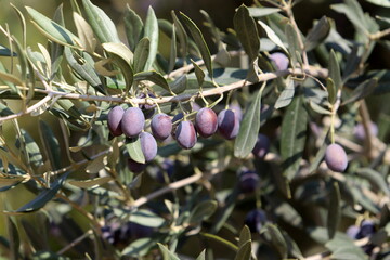 Olives ripened on trees in a city park.