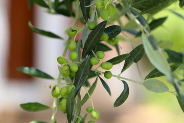 Olives ripened on trees in a city park.