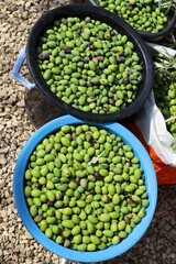 Olives ripened on trees in a city park.