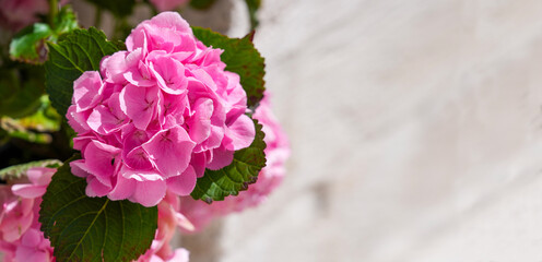 Bright pink hydrangea blooms
