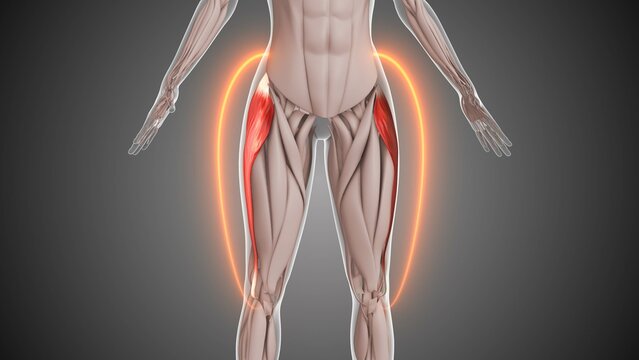 Animation of the tensor fasciae latae thigh muscles
