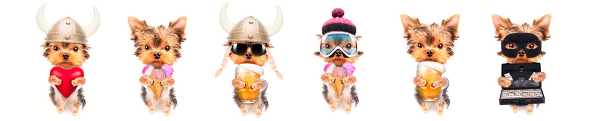 Adorable pups in different costumes like teacher, skier, gentlemen and worker