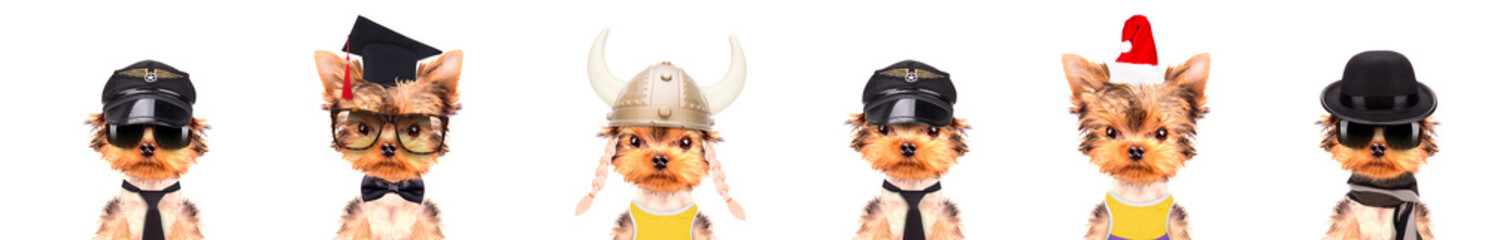 Cute pet in different costumes like teacher, skier, gentlemen, worker and Santa