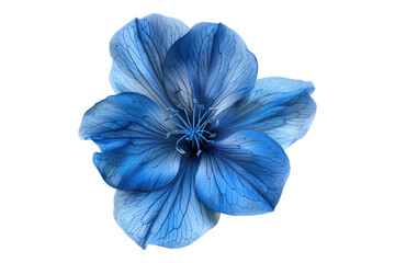 Fresh blue flower isolated on transparent background