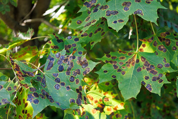 Disease of maple trees in autumn. Damage of Rhytisma acerinum fungus in acer leaves. Sick leaf with tar spots. The concept of protection nature