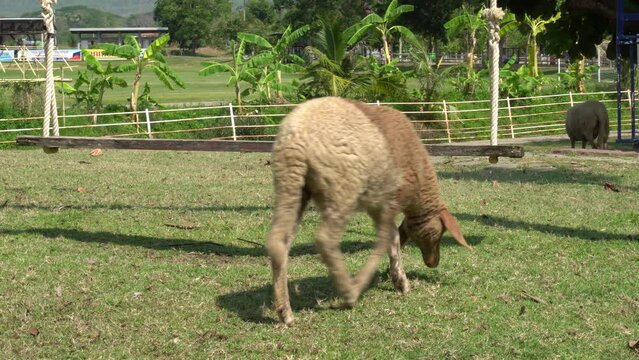 Farm animal sheep walking, resting, eating grass freely in farmland