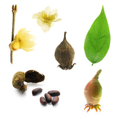 flowers, leaves and seeds of wintersweet isolated on a white background