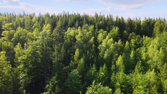 Summer Saastal Saas-Fee Switzerland aerial photography drone mountain larch forest coniferous top clouds Swiss Alps mountain peaks valley drone movement