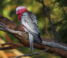 A female pink and grey galah (eolophus roseicapilla) sitting on a branch. Perth Western Australia.