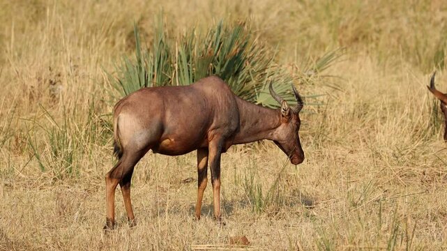 A tsessebe antelope (Damaliscus lunatus) feeding in natural habitat, Kruger National Park, South Africa