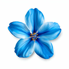blue flower isolated on white