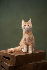 A vibrant ginger Maine Coon kitten sits proudly on a wooden box, its fluffy tail and tufted ears...