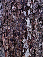 Wooden background, tree bark